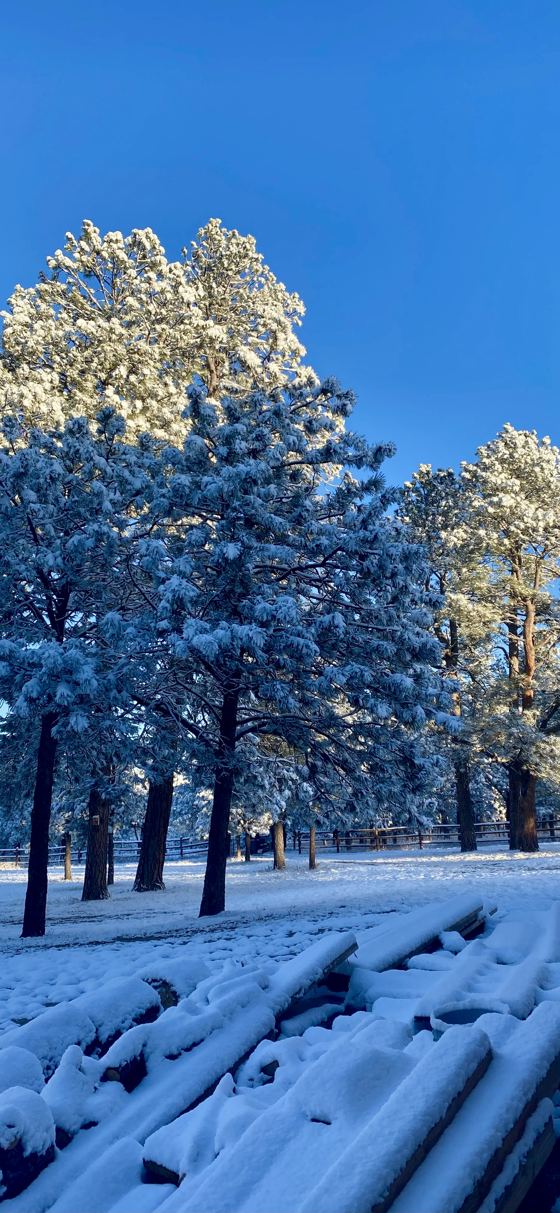 Snow-covered pine trees